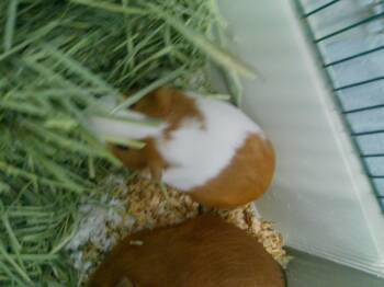 Rescue Guinea Pig Guinea Pigs for Adoption in Kalamazoo, Michigan - NICNAC | PetCurious